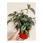 serada decor & plant Tradescantia Zebrina Telgraf Çiçeği Saksılı İç Mekan Bitkileri 20-40cm