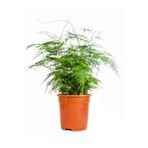 serada decor & plant Tül Çiçeği Asparagus Setaceus Saksılı 10-30cm Salon Çiçeği, Çok Renkli