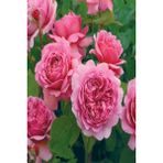 Serada Decor Plant Tüplü Aşılı Pink Antike Star Yediveren Gül Fidanı