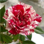 Serada Decor Plant Tüplü Gül Fidanı ( Bordo Beyaz Renk ) Sarmaşık Kokulu