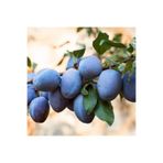 Serada Decor & Plant Tüplü Mürdüm Eriği, Aşılı Meyve Fidanı