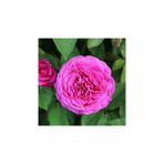 serada decor & plant Tüplü Sarmaşık Gül Fidanı, Isparta Gülü, Rosa Rampicanti, Pembe