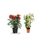 Serada Decor & Plant Turuncu Acem Borusu Çiçeği + Beyaz Begonvil Çiçeği Saksılı Bahçe Bitkisi, 2'li Set