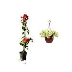 Serada Decor & Plant Turuncu Begonvil (30-60cm) + Sarı Petunya Çiçeği (20-30cm) + Curf Dekoratif Taş 2lt Peyzaj Seti