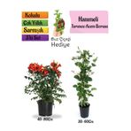serada decor & plant Turuncu Borazan Çiçeği, Kokulu Hanımeli