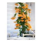 Serada Decor & Plant Turuncu Bougainvillea Gelin Tacı Çiçeği Fidanı, 30-60 cm, 1 Adet Saksılı