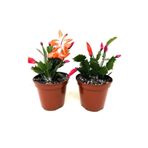 Serada Decor & Plant Turuncu-Kırmızı Renk 2 Adet Yılbaşı Çiçeği, 5.5 Saksıda