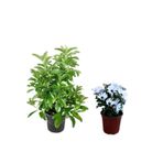 Serada Decor Plant Viburnum Kartopu Çiçeği Çit Bitkisi+Beyaz Bodrum Papatyası 2'li Peyzaj Seti