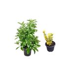 Serada Decor & Plant Viburnum Kartopu Çiçeği Fidanı + Altuni Taflan 2'li Bahçe Seti, Çok Renkli