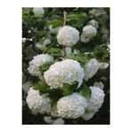 serada decor & plant Viburnum Opulus Çınar Kartopu Çiçeği, Beyaz, 40-60 cm, 1 Adet Dış Mekan Bitkisi