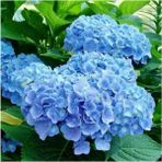 Serada Decor Plant Videolu 1 Adet Ithal Mavi Çiçekli Ortanca Çiçeği 40-70 cm Saksılı Çiçekli Bodur Bitkiler (Hydrangea)
