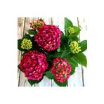 Serada Decor Plant Videolu 1 Adet Kırmızı Renk Ortanca Çiçeği Fidanı 30-60 cm Saksılı Çiçekli Bodur Bitkiler Hydrangea