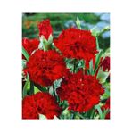 serada decor & plant Videolu 1 Adet Mis Kokulu Kırmızı Karanfil Çiçeği Fidanı 15-30cm Tüplü Çiçekli Bitki Carnation