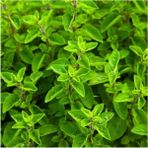 Serada Decor Plant Videolu 1 Adet Mis Kokulu Mercan Köşk Çiçeği Fidesi 15-30 cm Tüplü Çiçekli Bodur Origanum Majorana