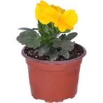 Serada Decor Plant Videolu 2 Adet Sarı Hercai Menekşe Saksılı 10-15 cm Saksılı Çiçekli Bodur Bitkiler Viola