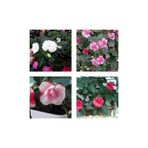 serada decor plant Videolu 2'li Karışık Renk Katmerli Cam Güzeli Çiçeği 10-15 Cm Mini Saksıda Çiçekli Bodur Yeni Gine