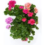 Serada Decor Plant Videolu 3 Adet Karışık Renk Sakız Sardunya Çiçeği Saksılı Çiçekli Bodur Bitkiler Geranium