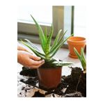 serada decor plant Videolu Aloe Vera (30 50 CM) 1 Adet Saksılı/ Tüplü Iç/ Dış Mekan Bitkisi Aloe Ferox Mill Alovera