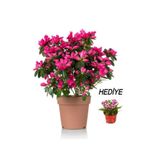 serada decor plant Videolu Anneler Gününe Özel Hüsnüyusuf Hediyeli Açelya Bitkisi (20 30CM)1 Adet Rhododendron
