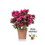 serada decor plant Videolu Anneler Gününe Özel Pilea Çiçeği Hediyeli Açelya Çiçeği (20 30 CM)1 Adet Rhododendron