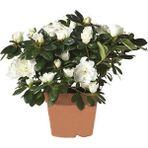 Serada Decor Plant Videolu Beyaz Açelya Çiçeği Fidanı 20-40CM Saksılı Çiçekli Bodur Bitkiler (Rhododendron Simsii)