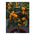 Serada Decor Plant Videolu Bodur Kamkat Meyveli (40 60 Cm) 1 Adet Tüplü Ev Balkon Iç Mekan Bitkisi Fortunella