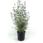 Serada Decor Plant Videolu Dekoratif Zeytin Çalısı (40-50 Cm) 2 Adet Saksılı/tüplü Dış Mekan Bitkisi Teucrium Fruticans