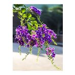 serada decor & plant Videolu Duranta Çalısı Ağaç Menekşesi Fidanı (35 40 CM)1 Adet Saksılı/tüplü Duranta Erecta