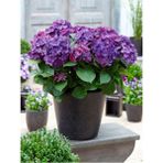 Serada Decor Plant Videolu Eflatun Ortanca Çiçeği (30-50CM)1 Adet Saksılı /tüplü Çiçekli Bodur Bitki Rhododendron