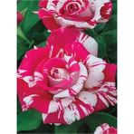 Serada Decor Plant Videolu Harika Sihirbaz Gülü Çiçeği Fidanı 25-40 cm Saksılı Çiçekli Bodur Bitkiler Magic Rose
