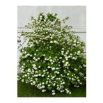 Serada Decor Plant Videolu Kar Topu Çiçeği Fidanı (35 60 Cm) 1 Adet Saksılı Dış Mekan Bitkisi Viburnum Opulus