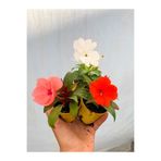 Serada Decor Plant Videolu Karışık 2 Adet Cam Güzeli Çiçeği 10-15 cm Tüplü Çiçekli Bodur Bitkiler Yeni Gine