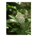 Serada Decor Plant Videolu Katmerli Ful Yasemin Çiçeği (70 90 Cm)1 Adet Saksılı Çiçekli Dış Mekan Bitkisi Jasminum
