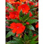 Serada Decor Plant Videolu Kırmızı Cam Güzeli Fidanı 1 Adet Saksılı 15-30 cm Yeniğine (Impatiens New Guinea)