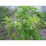 Serada Decor Plant Videolu Kokulu Melisa Çiçeği Fidanı 30-45 cm Saksılı Çiçekli Bodur Bitkiler Lemon Balm