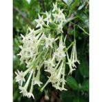 Serada Decor Plant Videolu Kokulu Melisa Parfüm Çiçeği Fidanı 20-30 cm Saksılı Çiçekli Bodur Bitkiler Cestrum Nocturnum