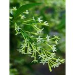 Serada Decor Plant Videolu Melisa Parfüm Çiçeği (7 15 Cm)1 Adet Tüplü Melisa Çiçeği Fidesi Cestrum Nocturnum