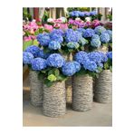 serada decor plant Videolu Muheteşem Görünümlü Mavi Ortanca Çiçeği (20 50 CM)1 Adet Saksılı Bodur Bitki Rhododendron