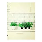 serada decor plant Videolu Mutfakta Bitki Seti Saksıda Kekik Biberiye Adaçayı (10 15 CM) 3 Adet Fidesi Kitchen Herb Set