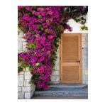 Serada Decor Plant Videolu Pembe Begonvil Çiçeği (30 60 Cm)1 Adet Saksılı/ Tüplü Bahçe Bitkisi Bougainvillea