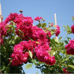 Serada Decor Plant Videolu Pembe Sarmaşık Gül Fidanı Kokulu (90 140 Cm)1 Adet Tüplü Aşılı Gül Pink Rose