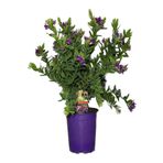 Serada Decor Plant Videolu Poligala Çiçeği Fidanı (30 50 Cm)1 Adet Saksılı Çiçekli Iç/ Dış Mekan Bitkisi Polygala