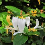 Serada Decor Plant Videolu Sarı Beyaz Hanımeli Çiçeği Fidanı 90-120CM Saksılı Çiçekli Bodur Bitkiler Lonicera