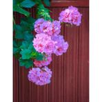 Serada Decor Plant Videolu Toz Pembe Sakız Sardunya Sarkan 1 Adet Saksılı 30-50CM Teras Bitkisi (Pelargonium Peltatum)