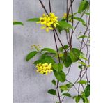 Serada Decor Plant Videolu Yasemin Çiçekli Kokulu Sarı Renkli (50 80 Cm) 1 Adet Dış Mekan Bitkisi Jasminum Fruticans