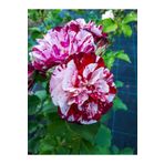 Serada Decor Plant Videolu Yediveren Kokulu Türkiyem Gül Fidanı (50 90CM)1 Adet Tüplü Aşılı Gül Rose