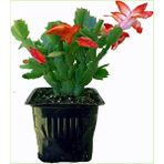 Serada Decor Plant Videolu Yılbaşı Bitkisi Yılbaşı Çiçeği 1 Adet Saksılı 10-20CM