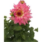 Serada Decor Plant Videolu Yıldız Çiçeği Dalya Bitkisi Pembe Renk 1 Adet Saksılı/ Tüplü Dış Mekan Balkon Bahçe Peyzaj
