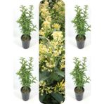 Serada Decor Plant Videolu Yoğun Kokulu Melisa Çiçeği 4 Adet 55-80 cm Saksılı/tüplü Bahçe Bitkisi (Cestrum)