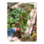 Serada Decor & Plant Yağlı Begonya Çiçeği, 20-50 cm, 1 Adet Saksılı, Yeşil